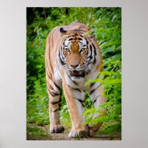Poster de l'affiche du tigre à travers les arbres