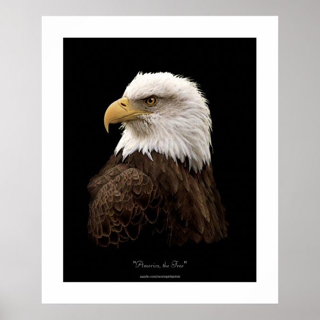 Poster de l'aigle à tête blanche (Devant)