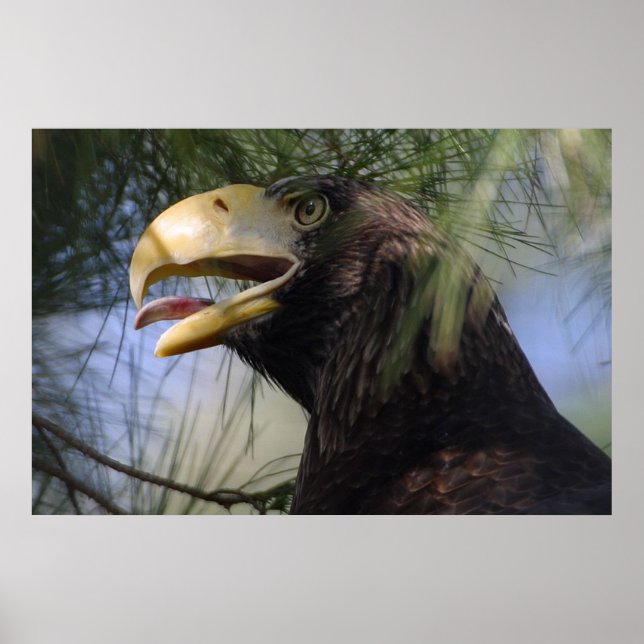 Poster de l'aigle à tête blanche (Devant)