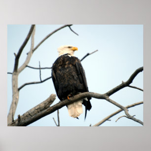 Poster de l'aigle à tête blanche américain