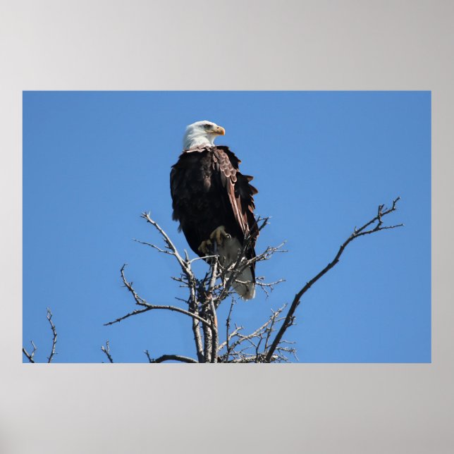 Poster de l'aigle à tête blanche américain (Devant)
