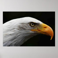 Poster de l'aigle chauve