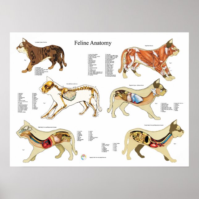 Poster de l'anatomie de chat (Devant)