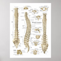 Poster de l'anatomie de la colonne vertébrale huma