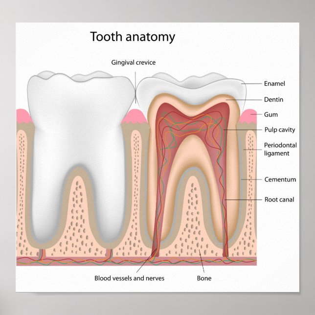 Poster de l'anatomie des dents humaines (Devant)