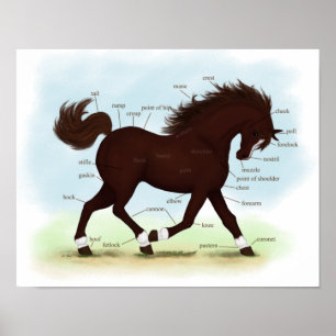 Poster de l'Anatomie du cheval Brown