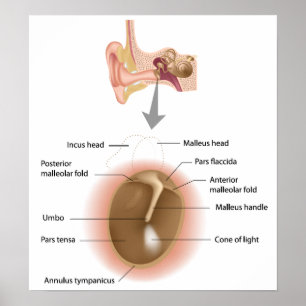 Poster de l'anatomie du tympan humain