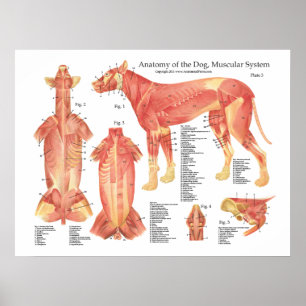 Poster de l'anatomie musculaire du chien