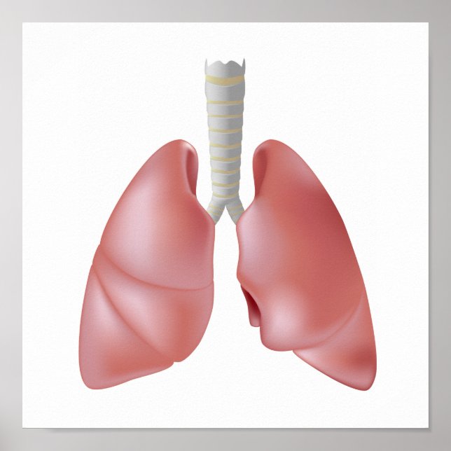 Poster de l'anatomie pulmonaire humaine (Devant)