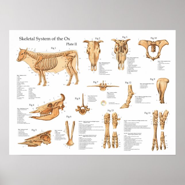 Poster de l'anatomie squelettique de la vache bovi (Devant)