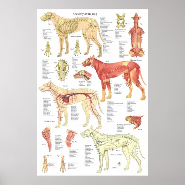 Poster de l'anatomie squelettique du chien Muscle  (Devant)