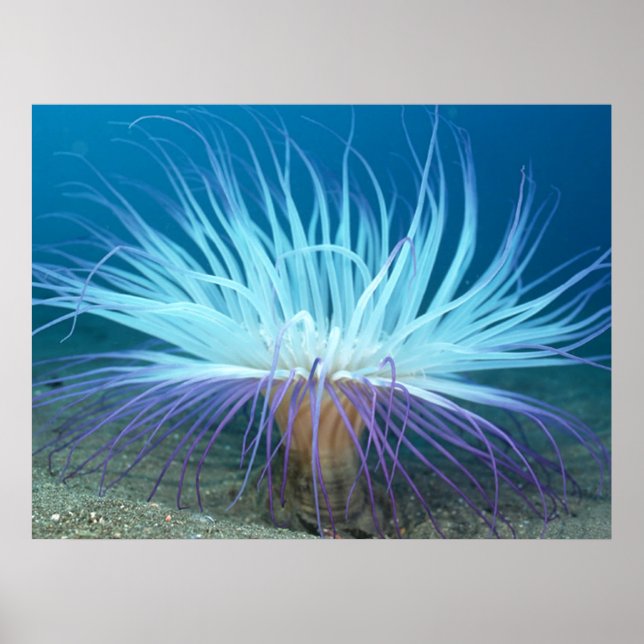 Poster de l'anémone marine Sea Life / Imprimer (Devant)