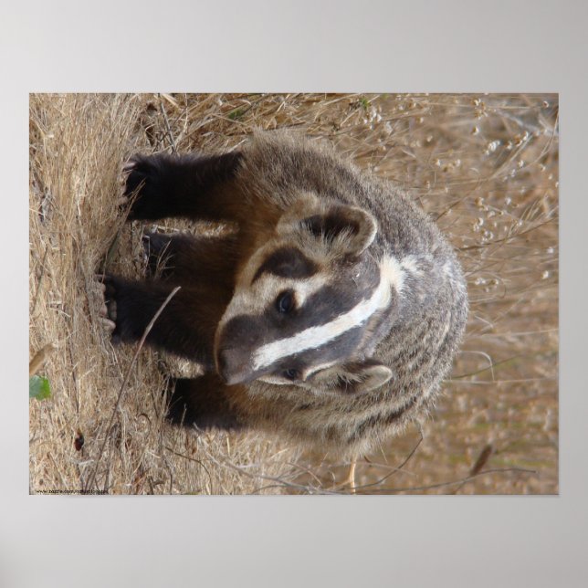 Poster de l'approche Badger (Devant)