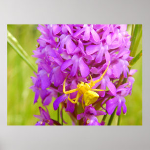 Poster de l'araignée de crabe jaune