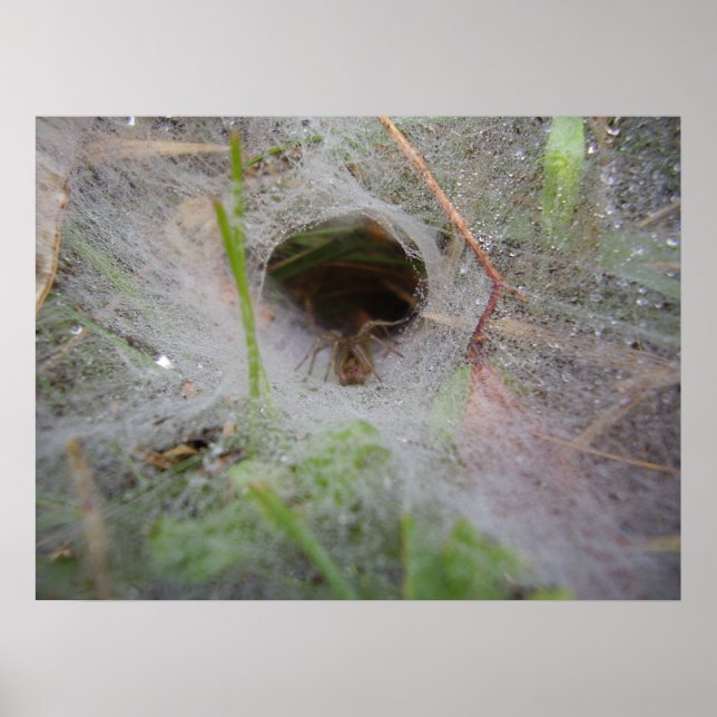 Poster de l'araignée Web du tunnel européen (Devant)