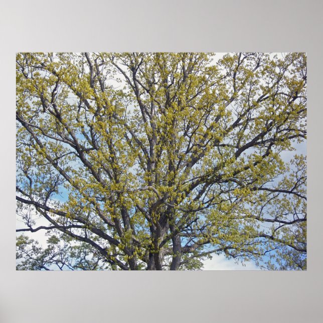 Poster de l'arbre à noix (Devant)
