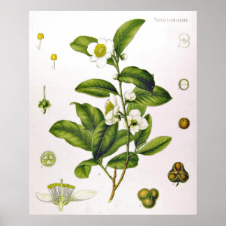 Poster de l'arbre à thé Camellia Sinensis Thea Sin