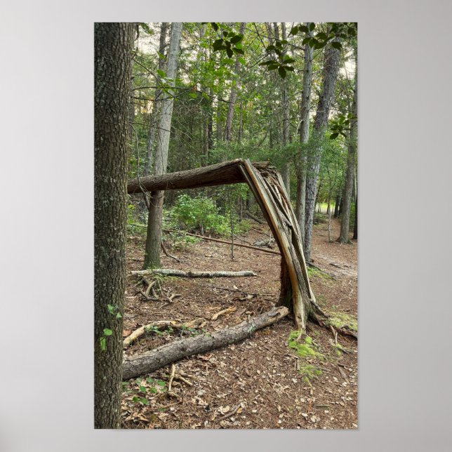 Poster de l'arbre en chute dans le parc (Devant)
