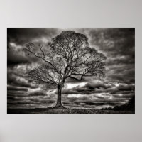 Poster de l'arbre intemporel noir et blanc