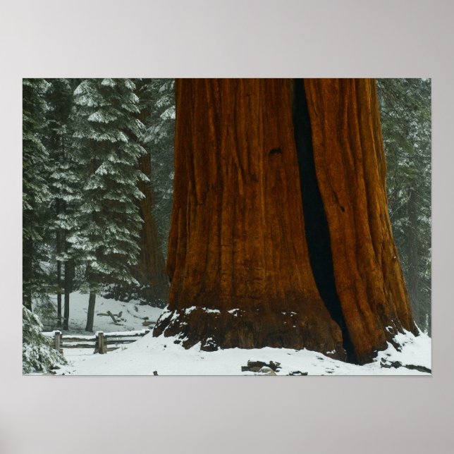 Poster de l'arbre Sequoia (Devant)