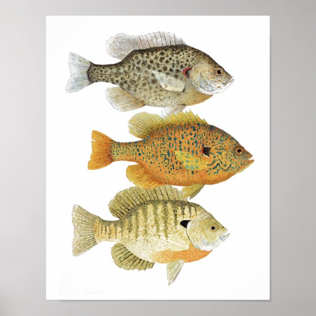 Poster de l'art du poisson soleil (Devant)