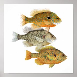 Poster de l'art du poisson soleil