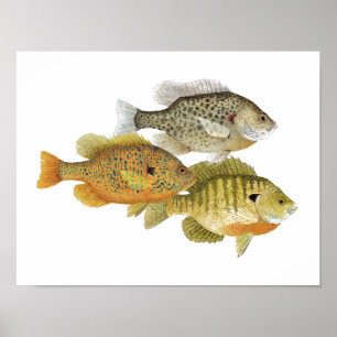 Poster de l'art du poisson soleil