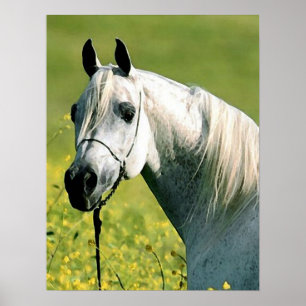 Poster de l'artisanat du cheval