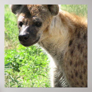 Poster de Laughing Hyena