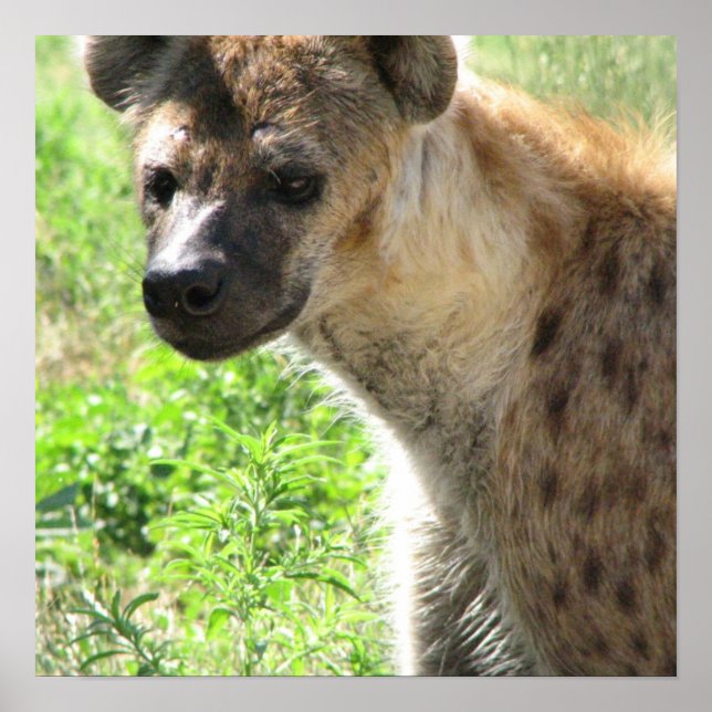 Poster de Laughing Hyena (Devant)