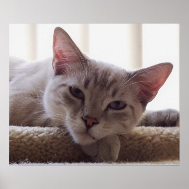 Poster de Lazy Kitten, Bengale Siamese Photo de ch (Devant)