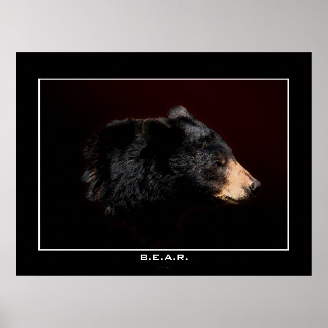Poster de l'étude de l'ours noir (Devant)