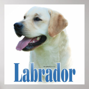 Poster de l'explorateur du Labrador jaune