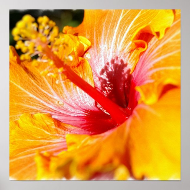 Poster de l'Hibiscus d'Orange (Devant)