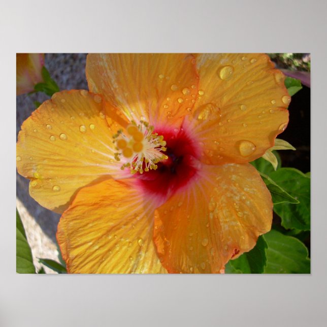 Poster de l'Hibiscus en fleurs (Devant)