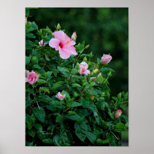 Poster de l'Hibiscus rose