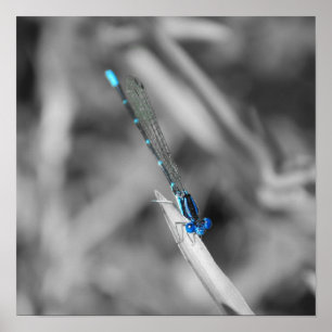 Poster de libellules