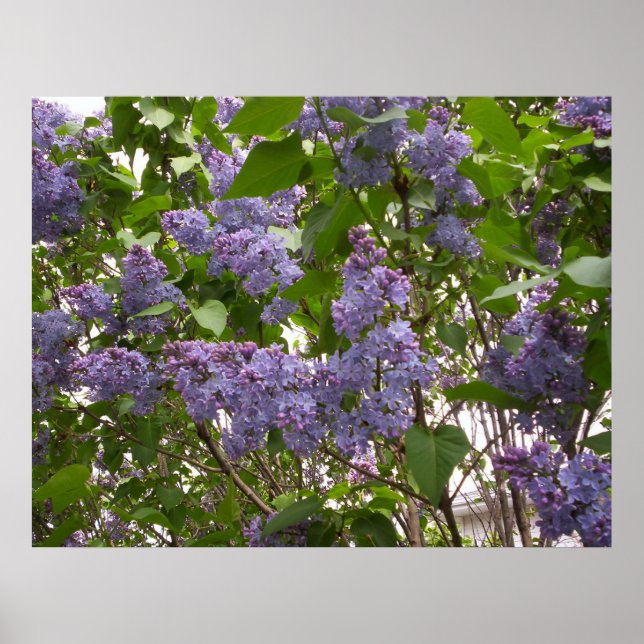 Poster de Lilacs (Devant)