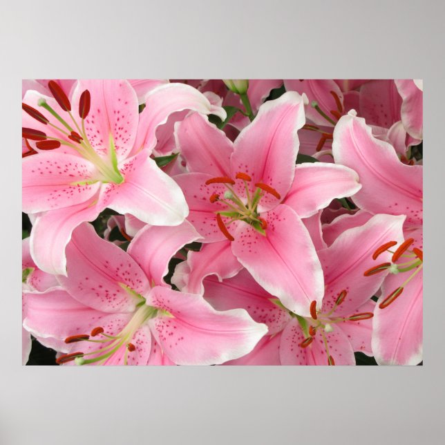 Poster de Lilies (Devant)