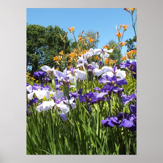 Poster de Lily et Iris Garden (Devant)