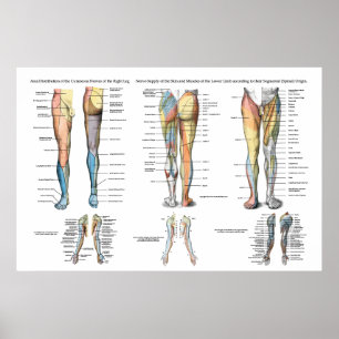 Poster de l'Innervation du nerf de la jambe des Ex