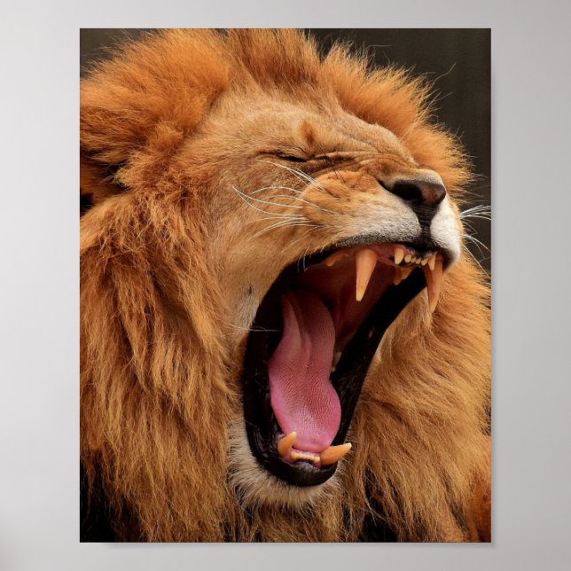POSTER DE LION ROARING (Devant)
