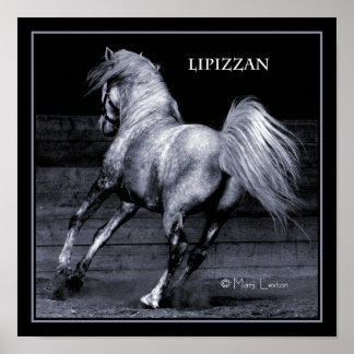 Poster de Lippizan