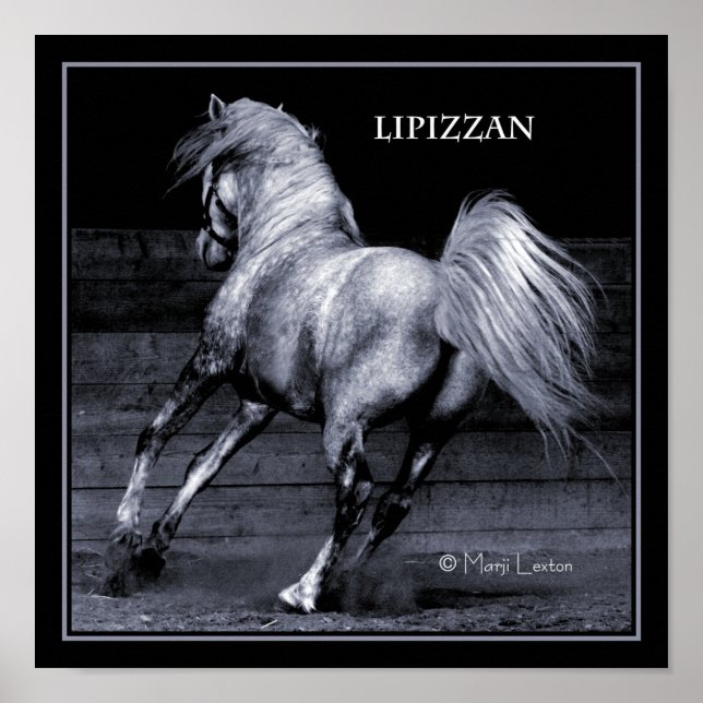 Poster de Lippizan (Devant)