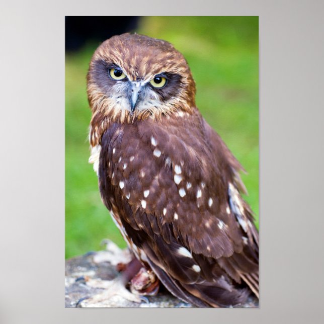 Poster de Little Owl (Devant)