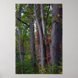 Poster de l'ivoire rouge sur l'arbre