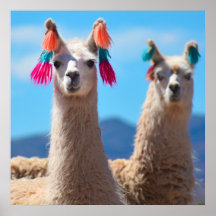 Poster de Llama