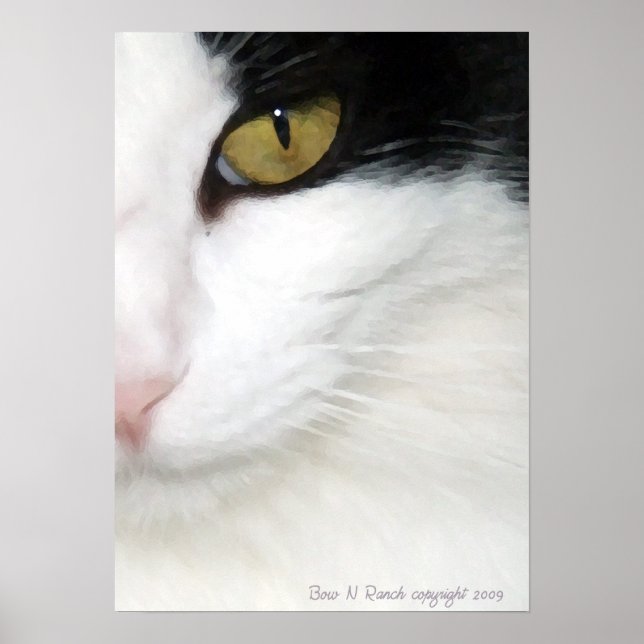 Poster de l'oeil des chats (Devant)