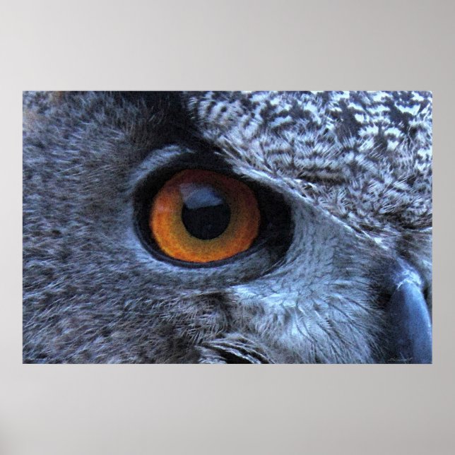 Poster de l'oeil Eagle Owl -36x24 -autres tailles  (Devant)