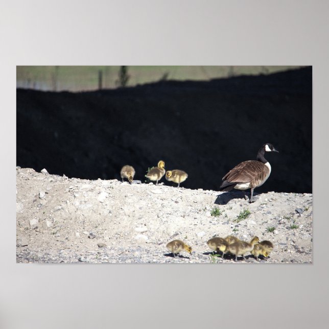 Poster de l'Oie canadienne avec bébés (Devant)